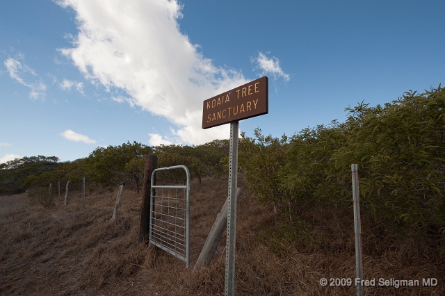 20091101_140959 D3.jpg - The Koaia tree belongs to the pea family and is endemic in the Kohala region of Hawaii.  Most of the trees have been destroyed by cattle